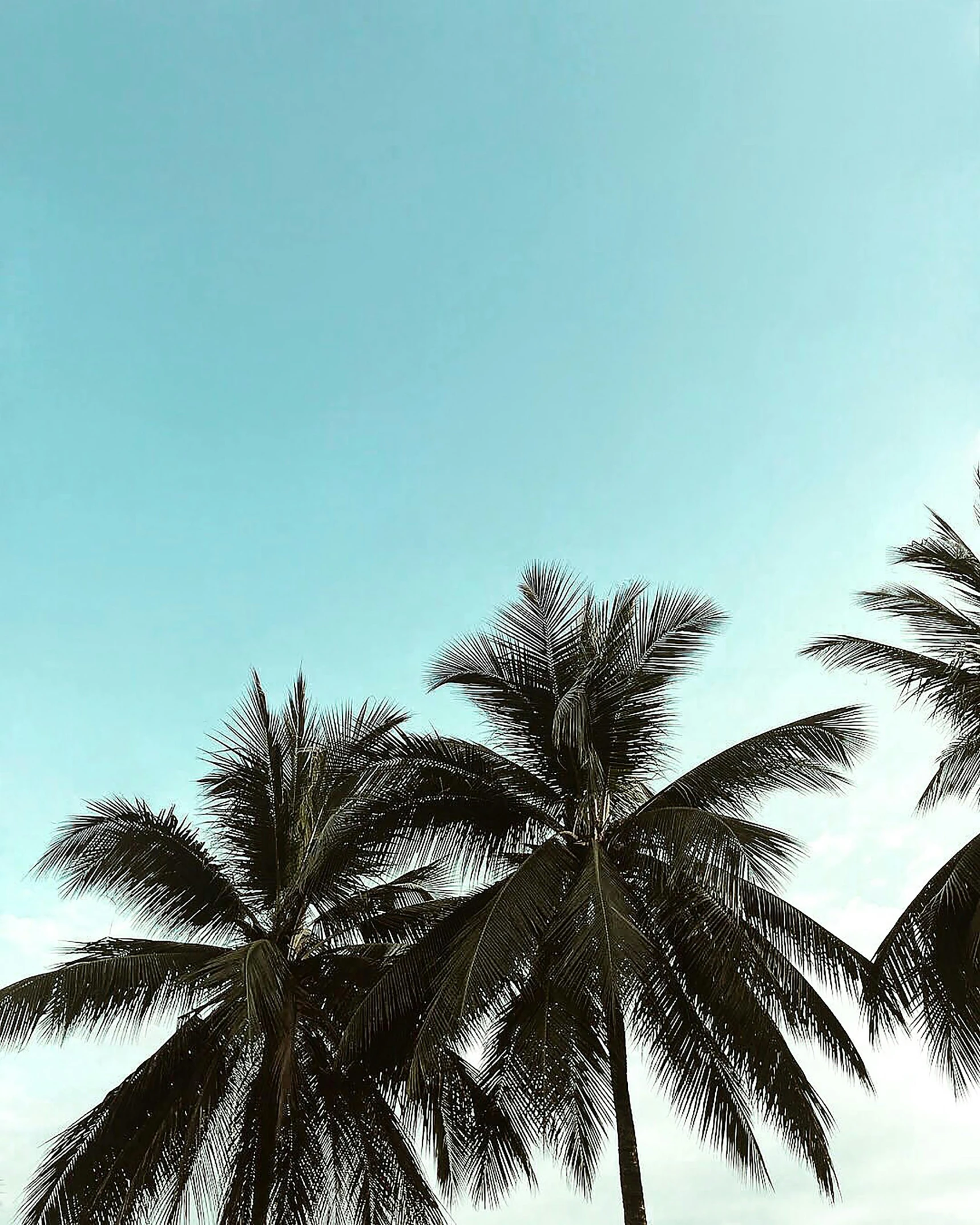 a group of palm trees sitting on top of a sandy beach, pexels contest winner, aestheticism, teal sky, profile image, ((trees)), high angle shot