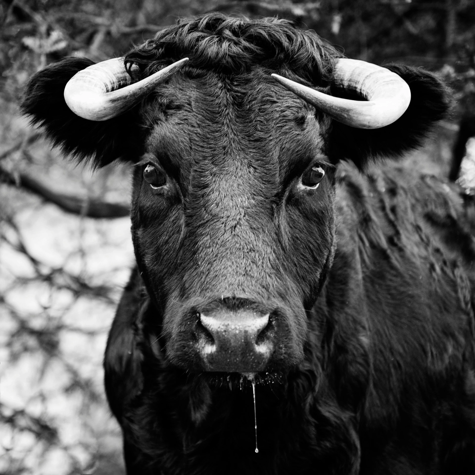 a black and white photo of a bull with horns, by Karl Buesgen, ffffound, 👰 🏇 ❌ 🍃, angry looking at camera, black female