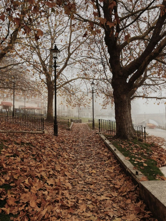 a red fire hydrant sitting on the side of a road, a picture, by Lucia Peka, pexels contest winner, trees with lots of leaves, city fog, beside the river, seasons!! : 🌸 ☀ 🍂 ❄