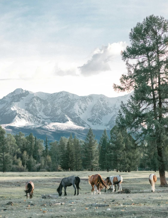 a herd of horses standing on top of a grass covered field, snow capped mountains, dasha taran, set photo