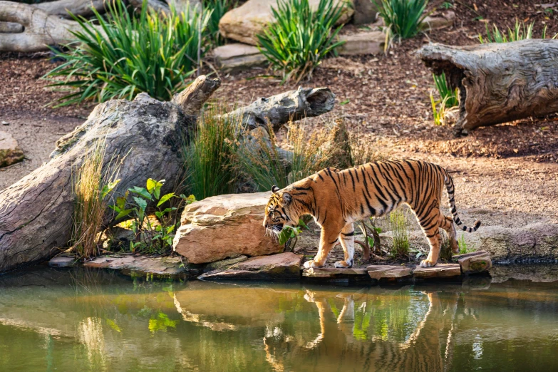 a tiger standing on a rock next to a body of water, dreamworld, parks and gardens, biodome, al fresco