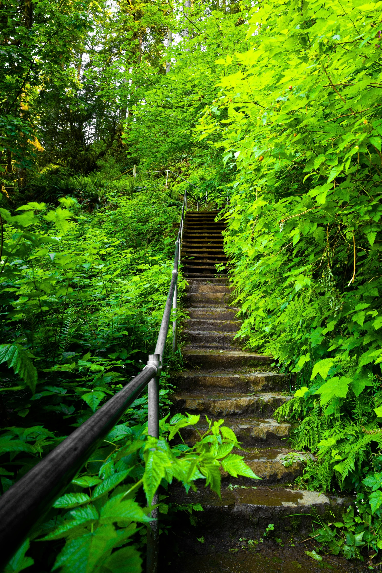 a set of stairs in the middle of a lush green forest, overgrown vines, daniel richter, hiking trail, commercially ready