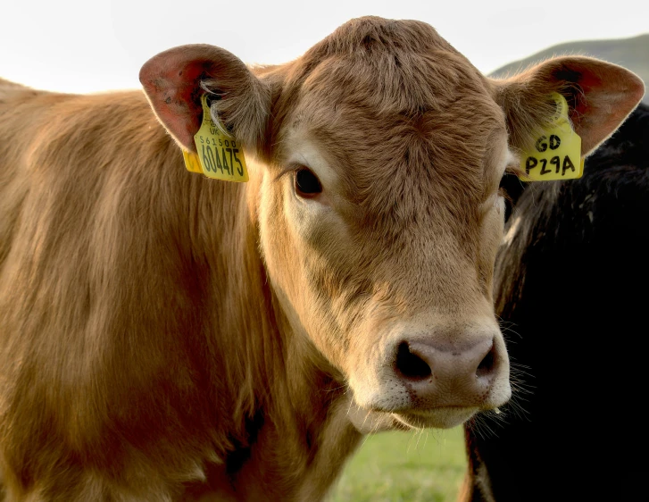 a brown cow standing next to a black cow, pexels contest winner, closeup 4k, fan favorite, gold, old english