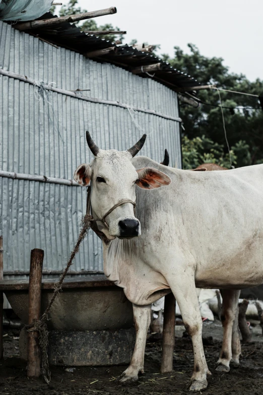 a couple of cows that are standing in the dirt, whitewashed buildings, assamese, fan favorite, beefy