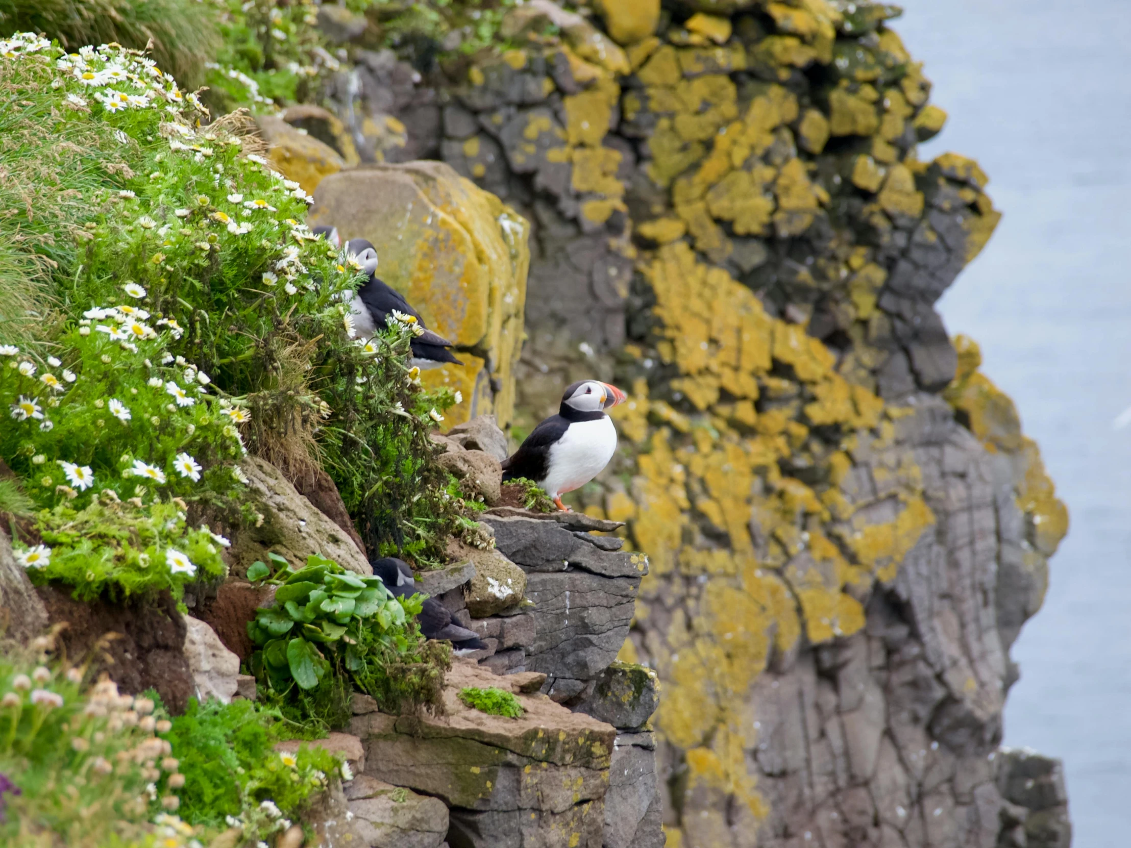 a couple of birds sitting on top of a cliff, by Alison Watt, pexels contest winner, atlantic puffin, avatar image, extra detail, steep cliffs