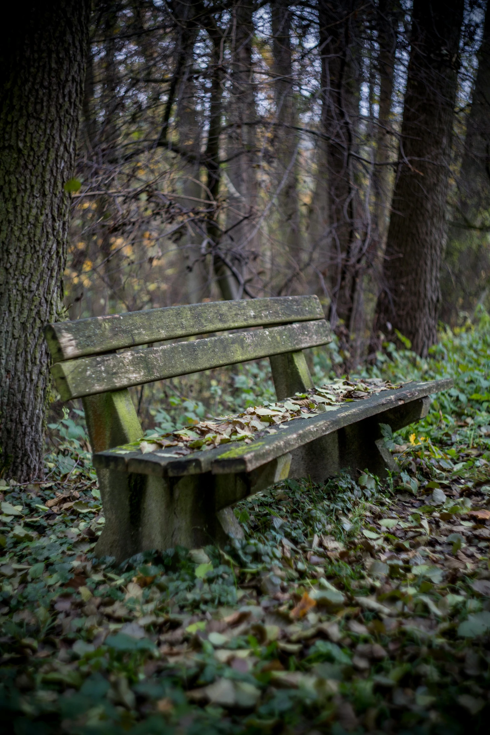 a wooden bench sitting in the middle of a forest, completely empty, paul barson, falling leaves, photos