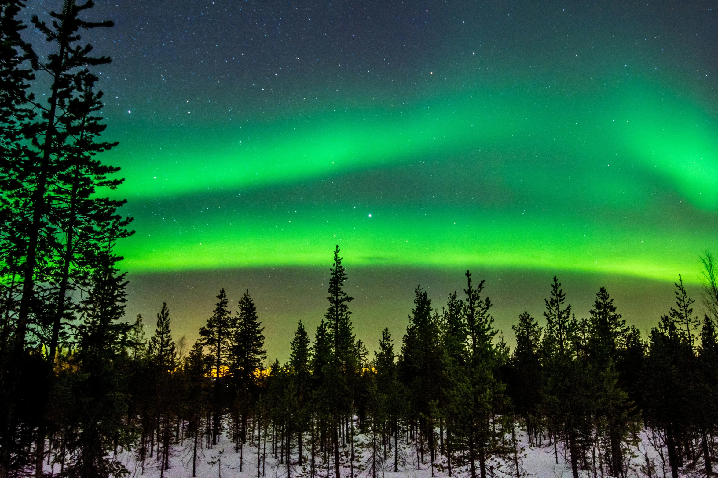 a forest filled with lots of trees covered in snow, by Anato Finnstark, pexels contest winner, hurufiyya, northen lights background, panorama, green neon, 🌲🌌