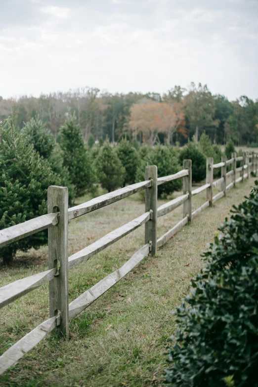 a wooden fence in the middle of a field, christmas tree, walking through the trees, savannah, exterior shot