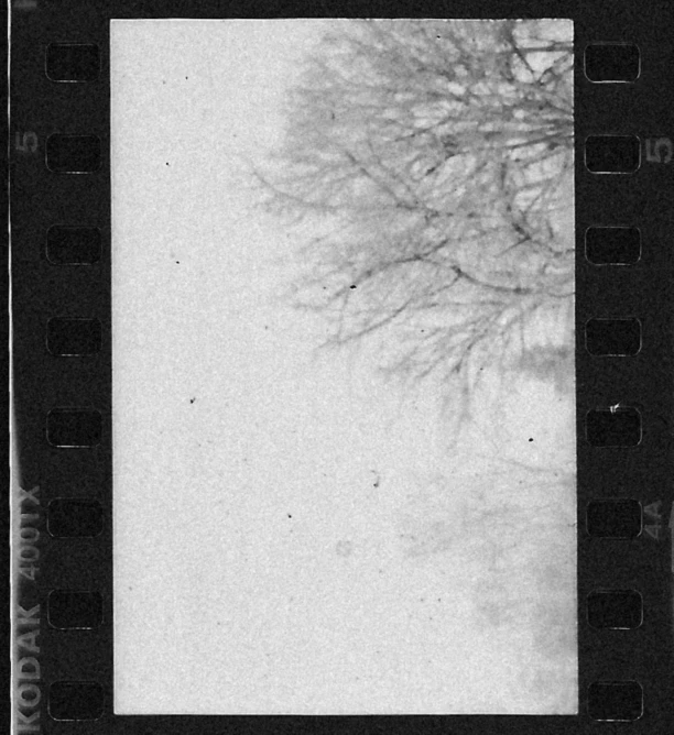 a black and white photo of a tree in the snow, inspired by Sergio Larraín, super 8 mm, panoramic anamorphic, 35mm!!! 1990, 35mm of a very cute