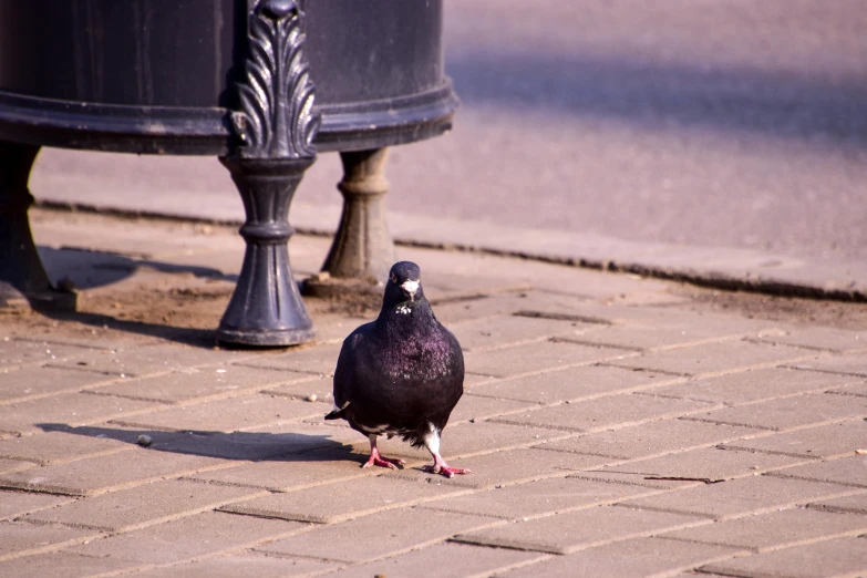 a pigeon standing on a sidewalk next to a trash can, by Julia Pishtar, pexels contest winner, happening, in a square, royal bird, black, 1 2 9 7