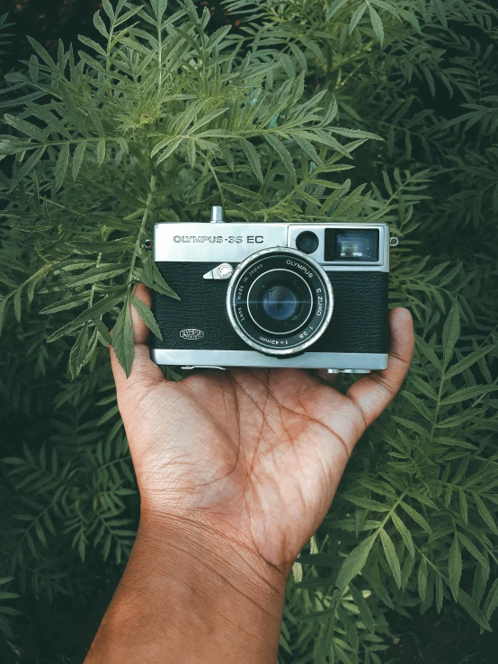 a person holding a camera in their hand, amongst foliage, instagram post, canon a1, high quality image