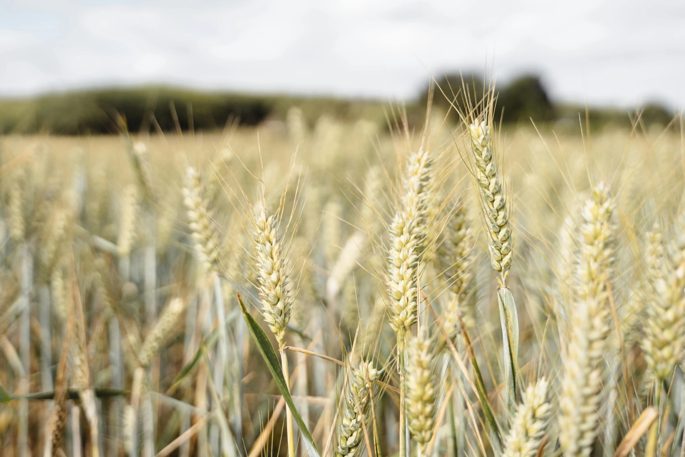 a field of ripe wheat on a sunny day, a portrait, unsplash, jen atkin, ash thorp, shot on hasselblad, ready to eat