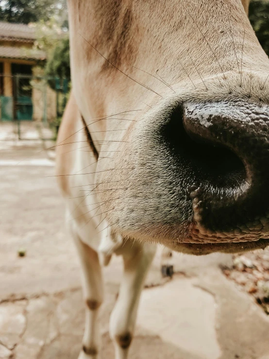 a close up of the nose of a cow, pexels contest winner, real picture taken in zoo, instagram story, mule, 8 k smooth