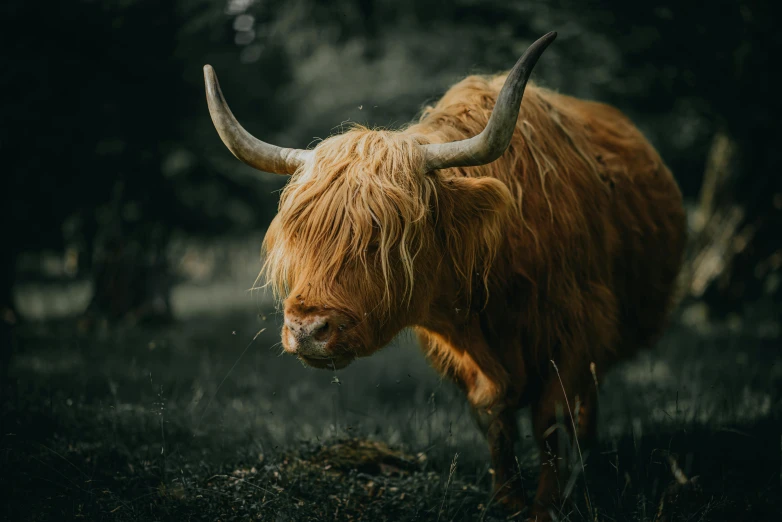 an animal that is standing in the grass, pexels contest winner, scottish folklore, wild hairstyle, caramel. rugged, 🤠 using a 🖥