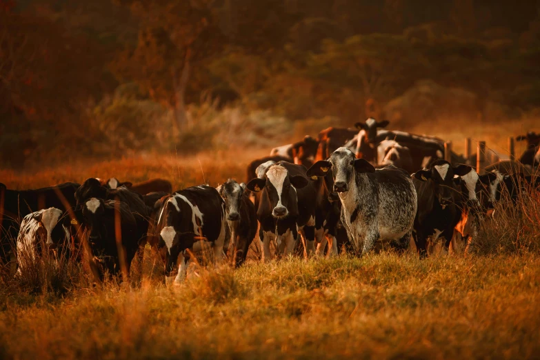 a herd of cows standing on top of a grass covered field, by Peter Churcher, unsplash contest winner, australian tonalism, dappled in evening light, ready to eat, cow-girl, feed troughs