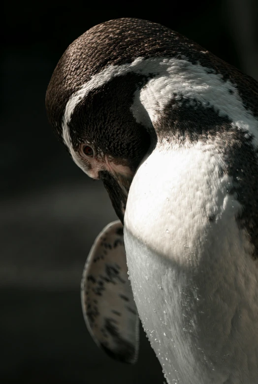 a close up of a penguin on a black background, a stipple, pexels contest winner, afternoon sunshine, smooth shank, facing away, subject= duck