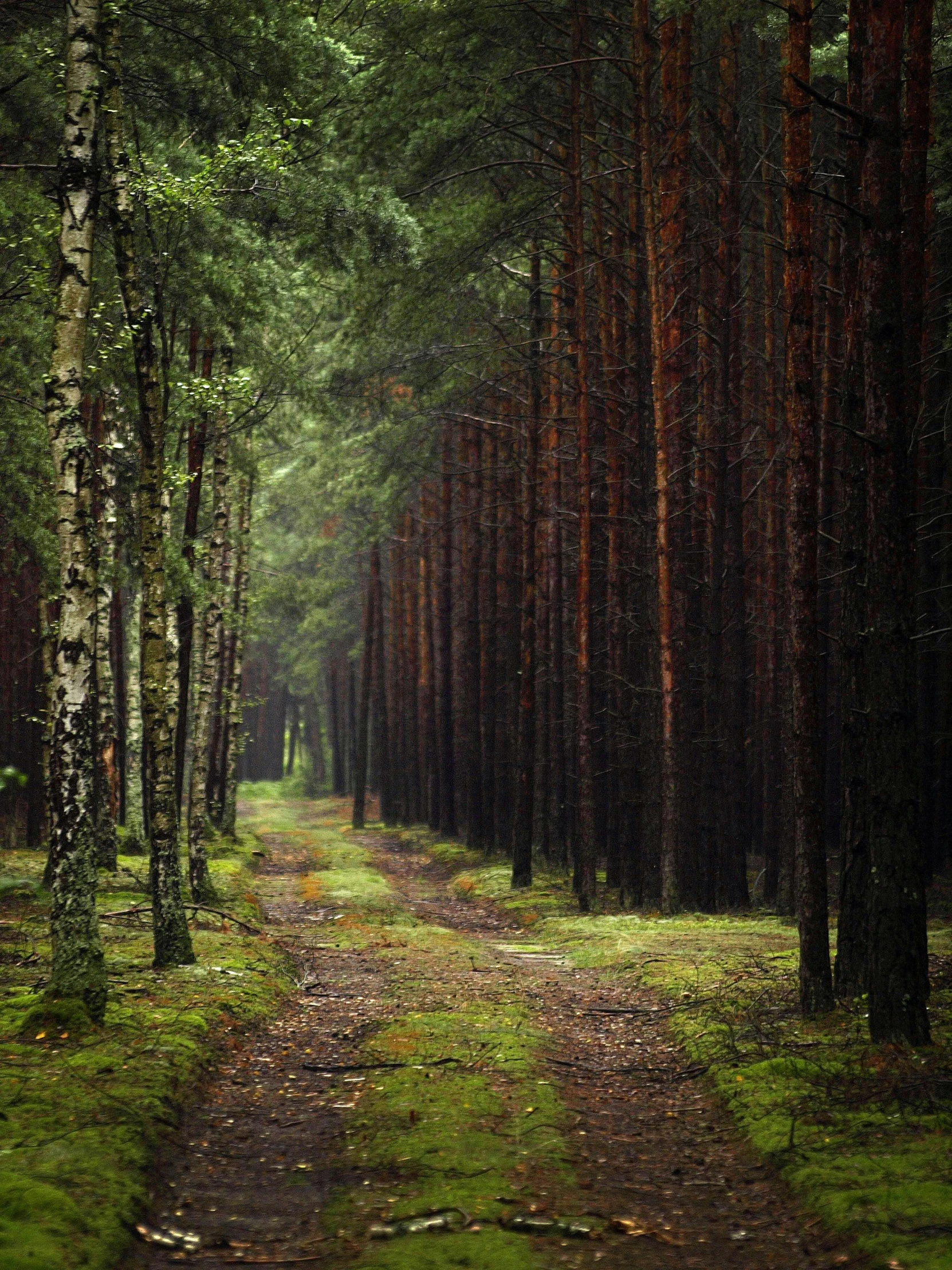 a dirt path in the middle of a forest, dark pine trees, while it's raining, photograph