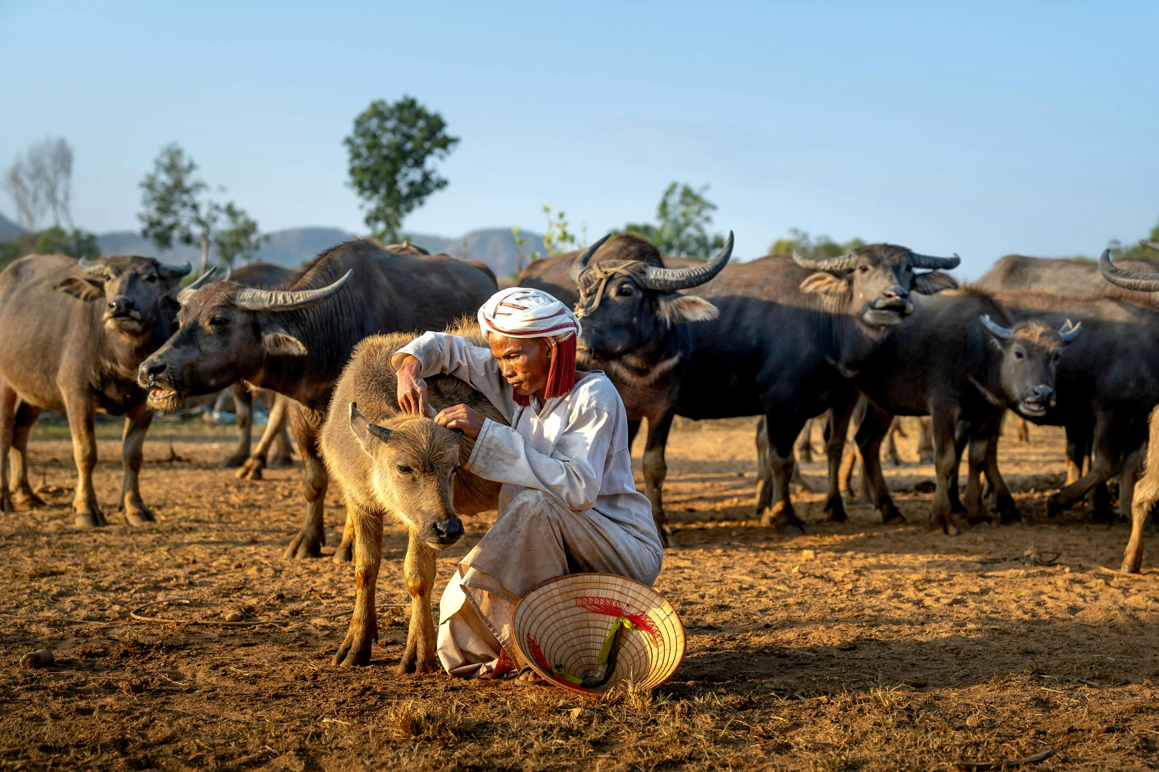 a man kneeling in front of a herd of cattle, by Jesper Knudsen, pexels contest winner, laos, profile image, fan favorite, an ox