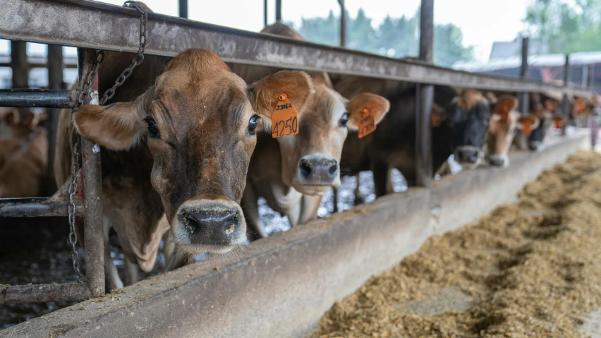 a group of cows standing next to each other in a pen, profile image, feed troughs, thumbnail, tjalf sparnaay 8 k