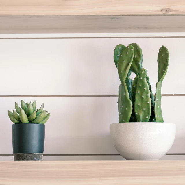 a couple of potted plants sitting on top of a wooden shelf, a 3D render, inspired by Eden Box, trending on pexels, minimalism, white plank siding, holding a cactus, middle close up shot, shelves full