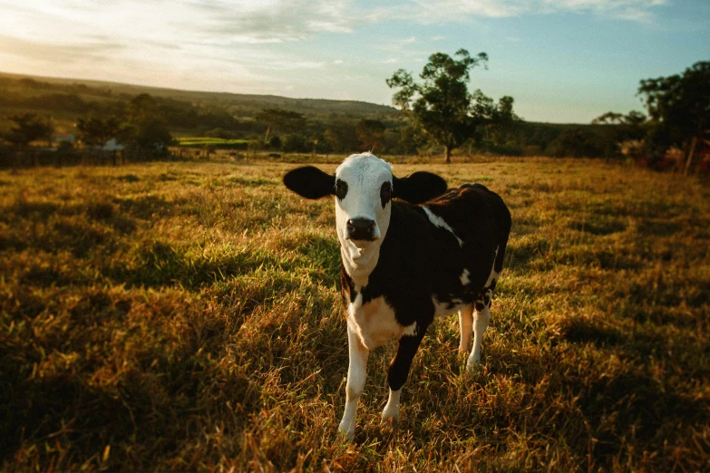 a black and white cow standing in a field, lachlan bailey, organic, standing in the grass at sunset, the second… like a calf