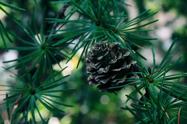 a close up of a pine cone on a tree, unsplash, green and black, multiple stories, exterior shot, where a large