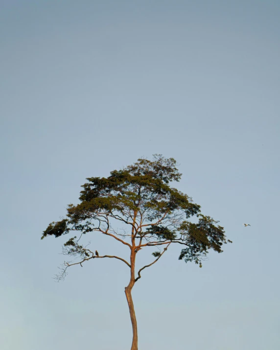 a lone tree in the middle of a field, inspired by Zhang Kechun, postminimalism, birds on sky, ((trees)), helio oiticica, pine