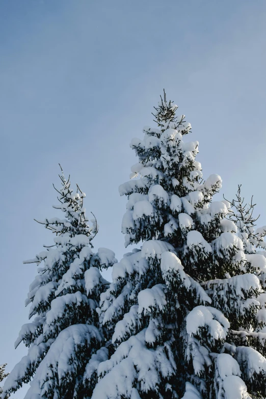 a group of pine trees covered in snow, inspired by Édouard Detaille, unsplash, romanticism, shot from roofline, low detail, 8k resolution”