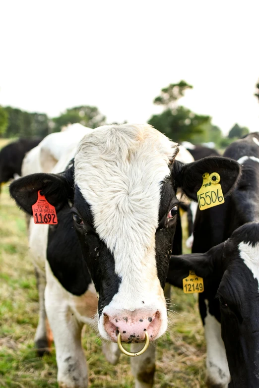 a herd of cows standing on top of a lush green field, profile image