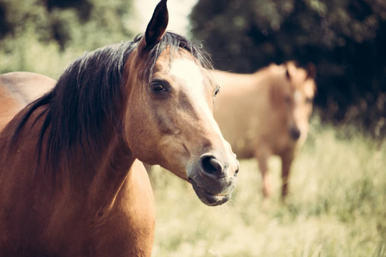 two horses standing next to each other in a field, by Adam Marczyński, trending on unsplash, renaissance, closeup portrait shot, vintage color, australian, 👰 🏇 ❌ 🍃