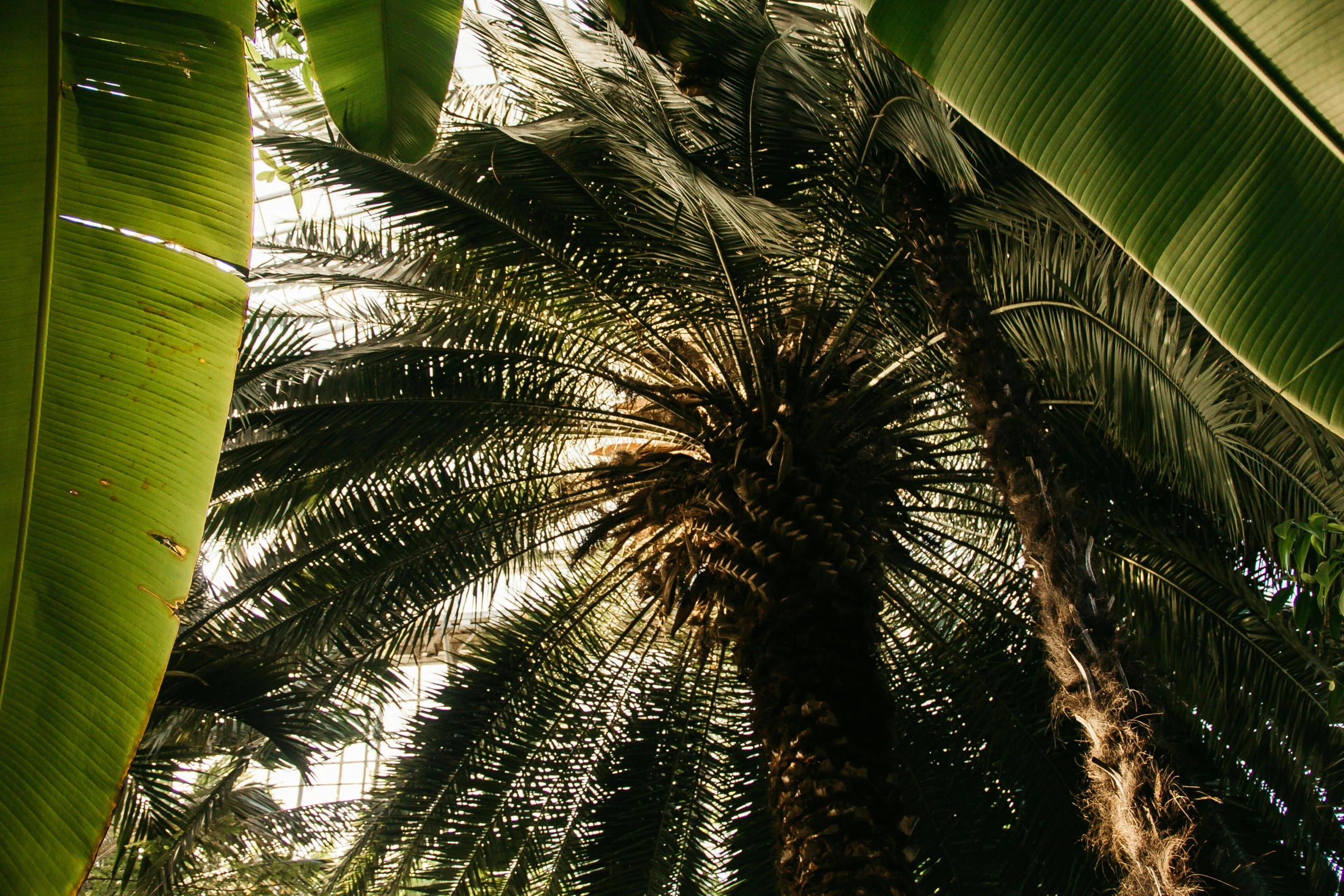 a tall palm tree sitting next to a lush green forest, a screenshot, unsplash, hurufiyya, sun - rays through canopy, botanical garden, coconuts, closeup - view