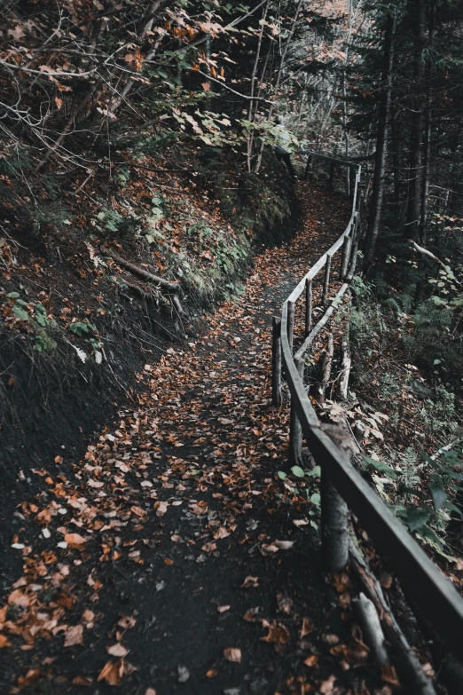 a wooden path in the middle of a forest, unsplash contest winner, 2 5 6 x 2 5 6 pixels, leafs falling, dark aesthetic, hillside