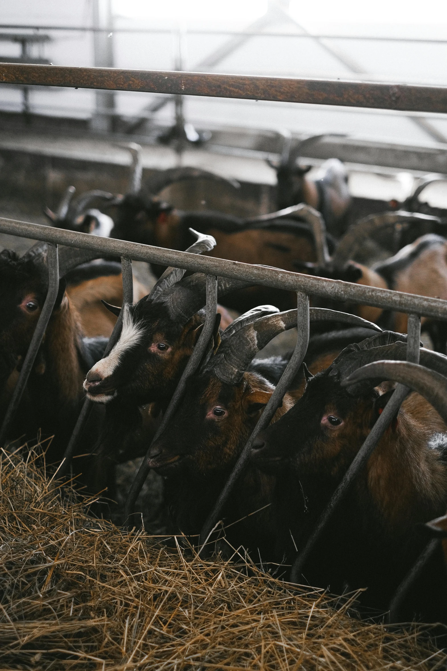 a herd of cows standing next to each other in a pen, by Jan Tengnagel, trending on unsplash, renaissance, goat horns, feed troughs, gif, low quality photo