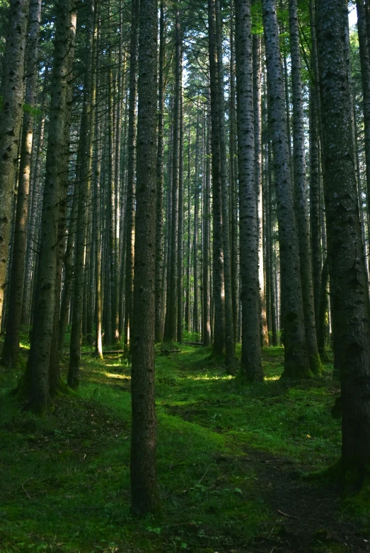 a forest filled with lots of tall trees, forest setting in iceland, ((trees)), evenly lit, ground level shot