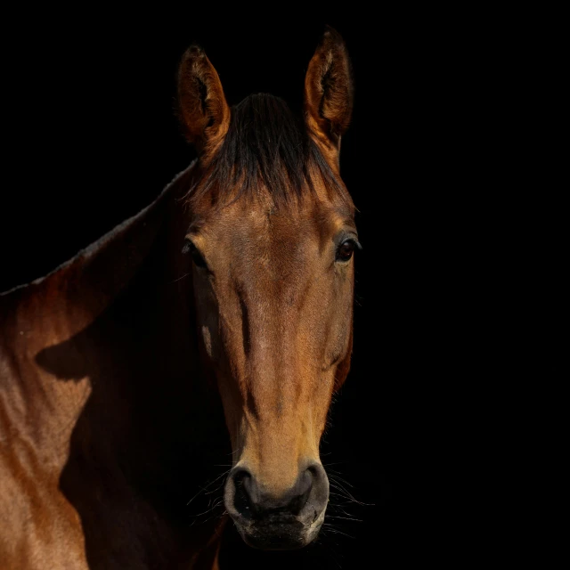 a brown horse standing in front of a black background, a portrait, pexels contest winner, square nose, back - lit, ( ultra realistic, portrait 8 k