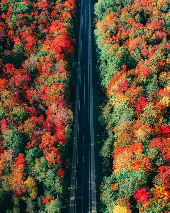 an aerial view of a road surrounded by colorful trees, vibrant red and green colours, /r/earthporn, multiple stories, lgbtq