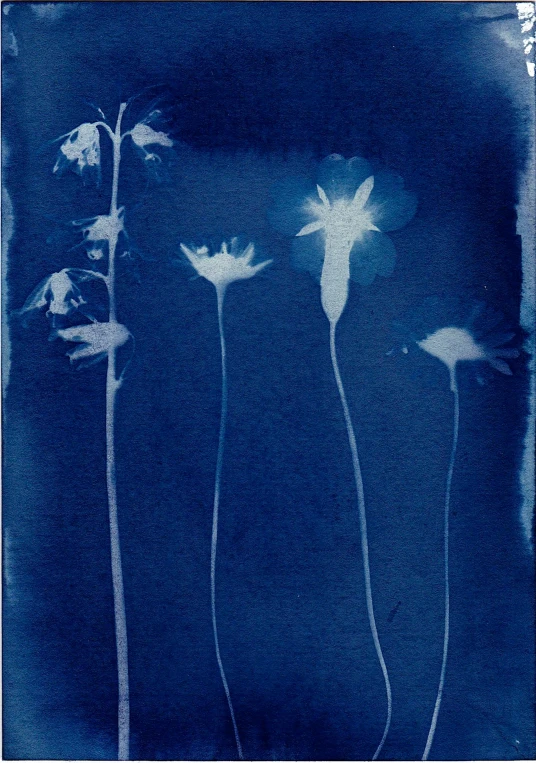 a close up of a flower on a blue background, poster art, inspired by Constant Permeke, cyanotype, field of flowers at night, tall, bone plants