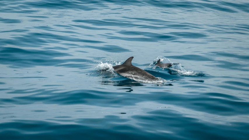 a couple of dolphins swimming in the ocean, by Matija Jama, pexels contest winner, blue and grey, slide show, 🦩🪐🐞👩🏻🦳, on a yacht at sea