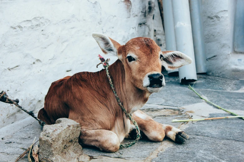 a cow that is laying down on the ground, trending on unsplash, shibari, on an indian street, miniature animal, 🦩🪐🐞👩🏻🦳