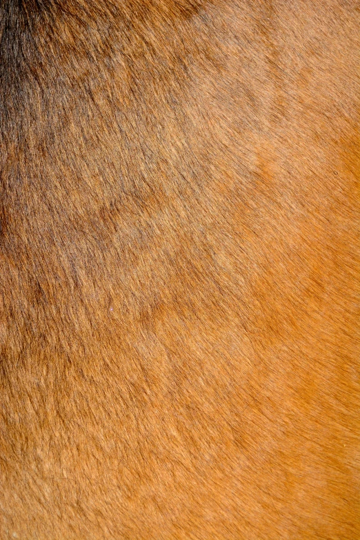 a close up view of a horse's fur, an album cover, cinnamon skin color, gradient, mixed animal, bovine