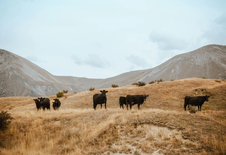 a herd of cattle standing on top of a dry grass covered hillside, unsplash contest winner, new zeeland, profile image, dessert, feed troughs