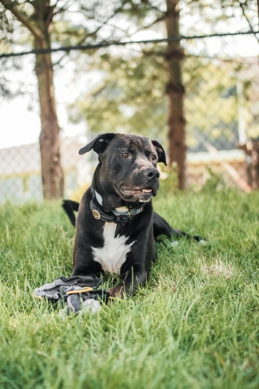 a black and white dog sitting in the grass, cyborg - pitbull, mix, instagram post, full res