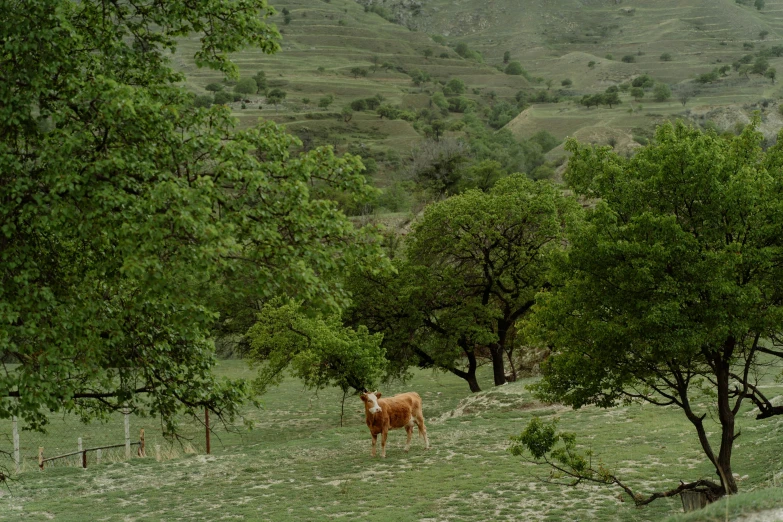 a brown cow standing on top of a lush green field, by Elsa Bleda, renaissance, kurdistan, oak trees, filmstill, canyon