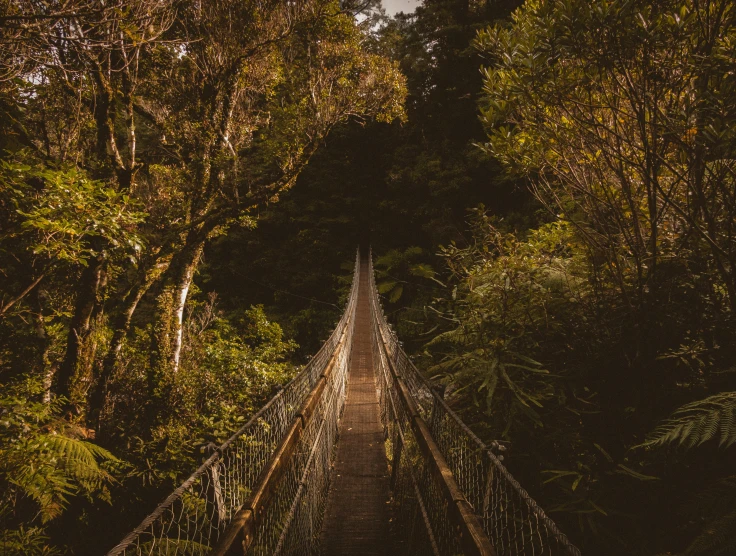 a suspension bridge in the middle of a forest, pexels contest winner, sumatraism, reunion island, profile image, thumbnail, brown