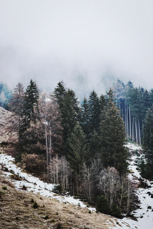 a herd of cattle standing on top of a snow covered hillside, pexels contest winner, romanticism, sparse pine forest, moist foggy, cypresses, ((forest))