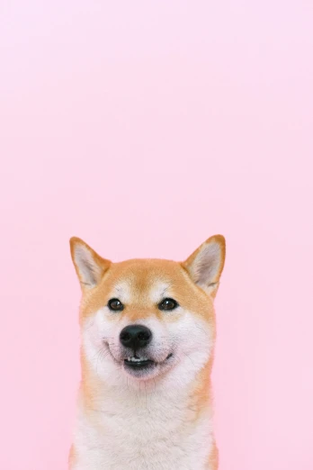 a close up of a dog on a pink background, an album cover, inspired by Shiba Kōkan, trending on unsplash, ridiculous smile, crypto, 🐿🍸🍋
