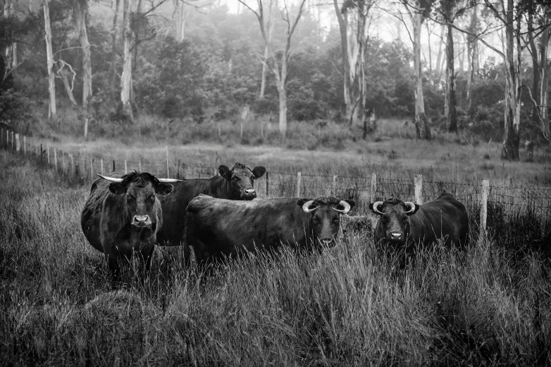 a herd of cattle standing on top of a lush green field, a black and white photo, by Lee Loughridge, pexels, portrait of forest gog, bulli, moody morning light, black in