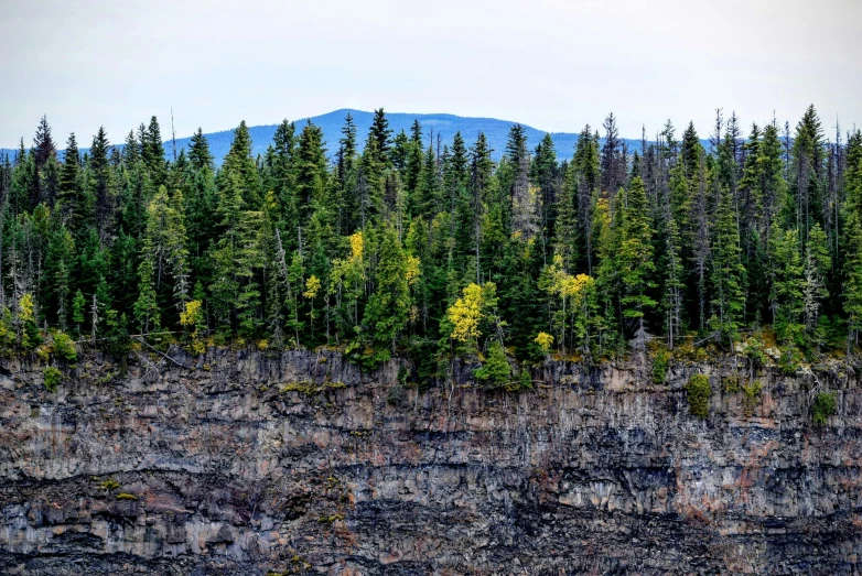 a forest filled with lots of trees next to a cliff, by Jim Nelson, boreal forest, fissures, contrasting colours, nature photo