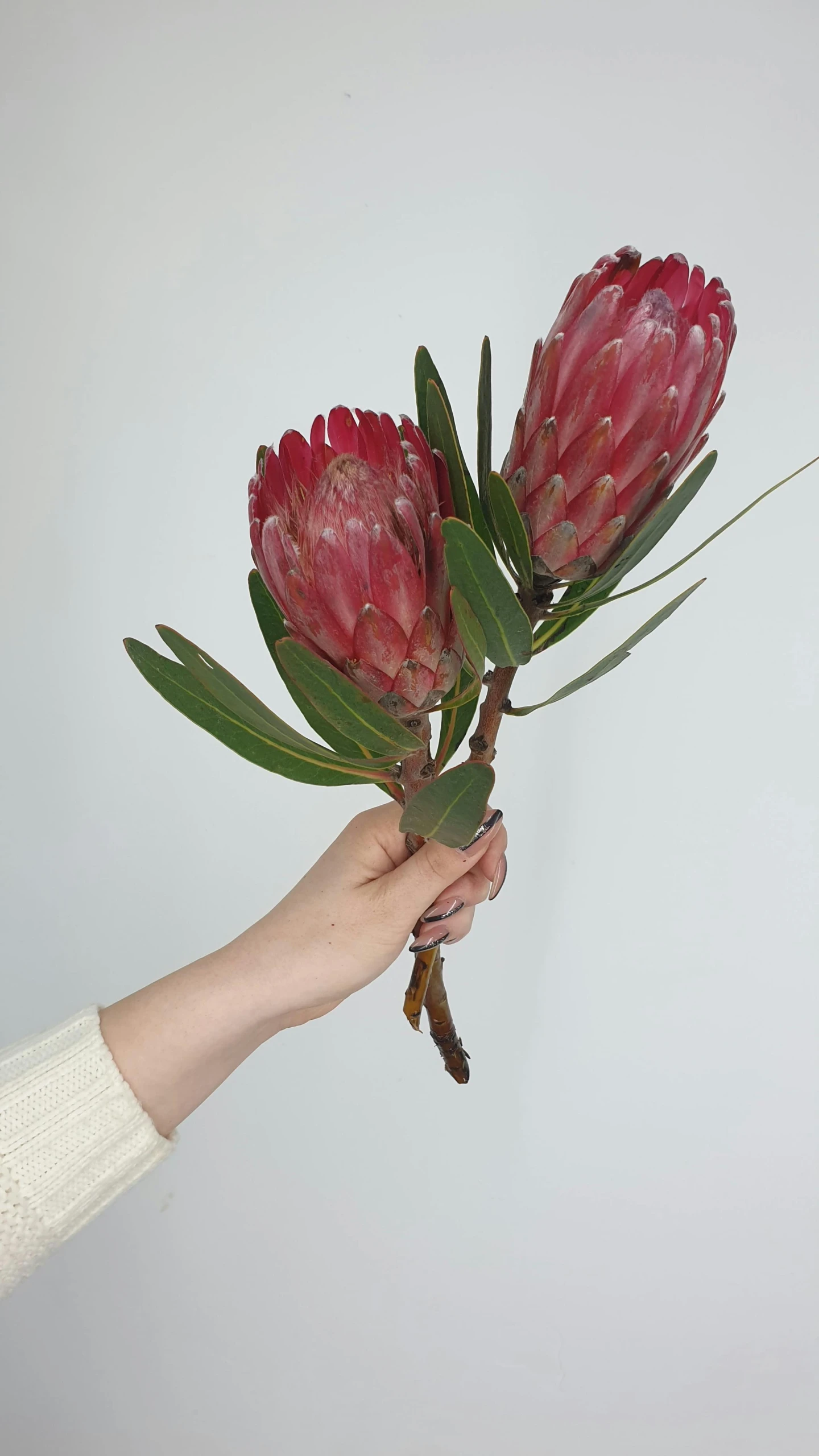 a person holding a bunch of red flowers, press shot, artichoke, botanical print, celebration