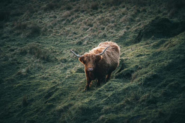 a brown cow standing on top of a lush green field, by Adam Marczyński, pexels contest winner, renaissance, similar to hagrid, on a dark background, wide high angle view, flannel